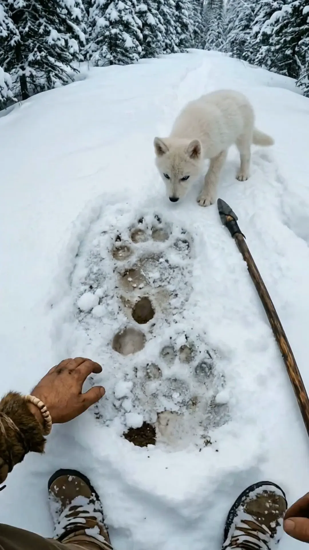 First-person POV scene from the Korpi example: the survivor's hand beside giant paw prints in the snow while a white wolf pup sniffs them